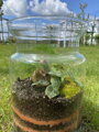 Terrarium Jeek Simple Nature