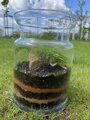 Terrarium Jeek Simple Nature